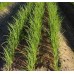 SPRING ONIONS  Bunch Of 4  Palmerston North Grown